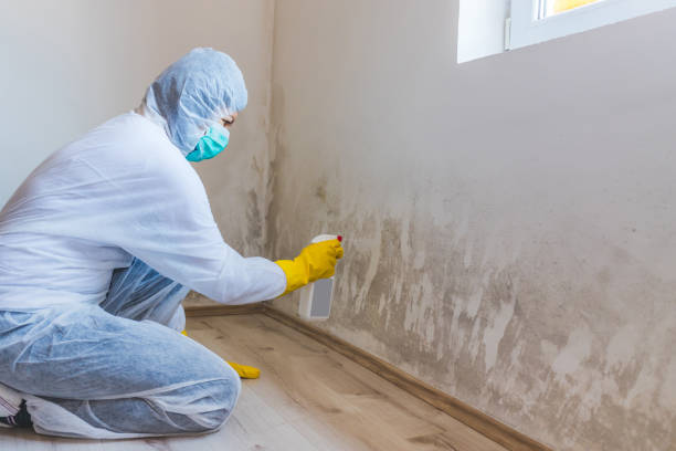 Licensed Black Mold Remediation service in Highland Park, MI - Car Mold Remediation