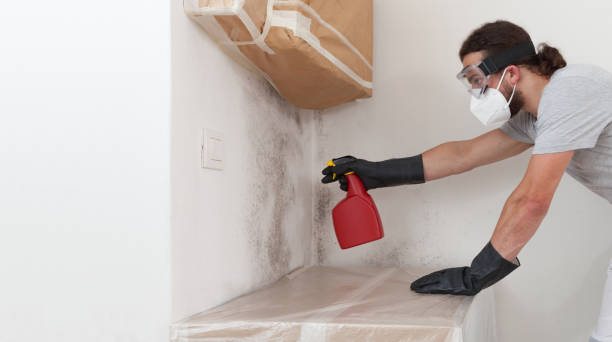 Professional Black Mold Remediation technician working in Highland Park, MI