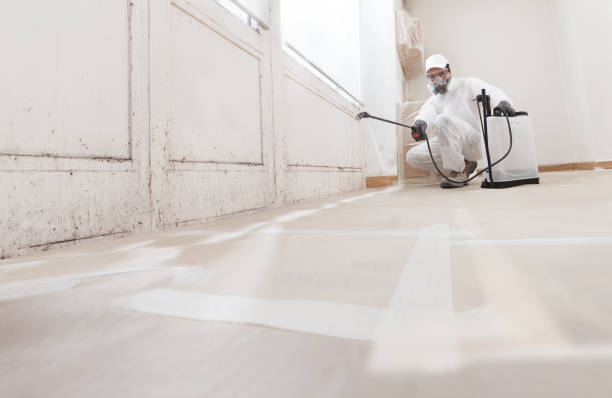 24/7 Emergency Black Mold Remediation experts in Highland Park, MI
