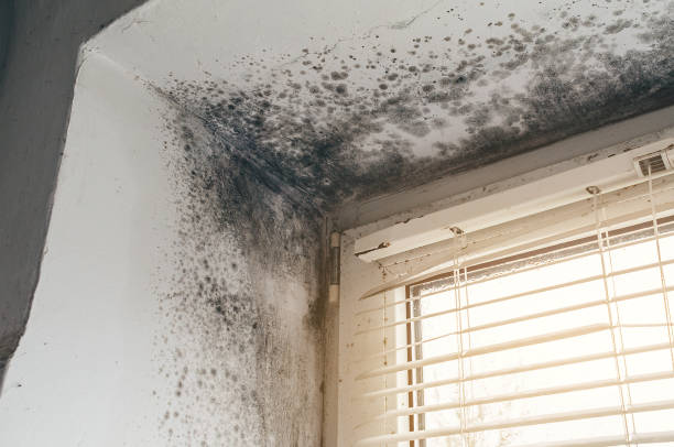 Affordable Black Mold Remediation solutions in Highland Park, MI